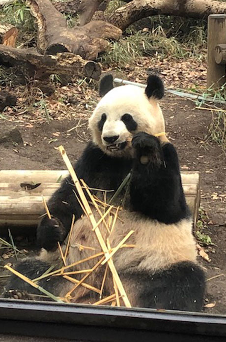 シャンシャンのお母さんシンシン、パンダの画像