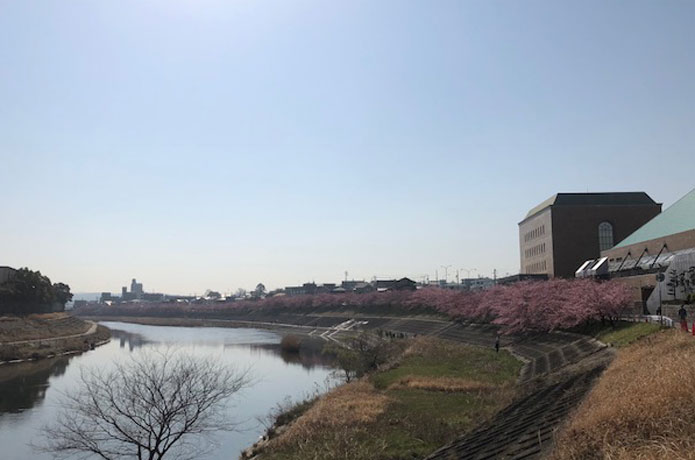 トップジミー岡崎の桜の画像