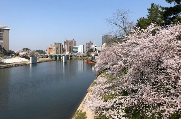 トップジミー岡崎城の桜の画像