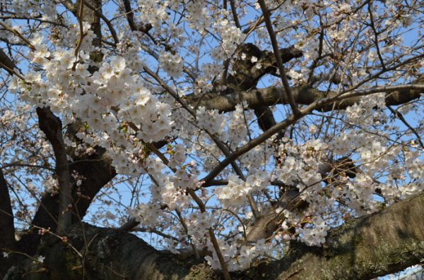 トップジミー、桜の画像